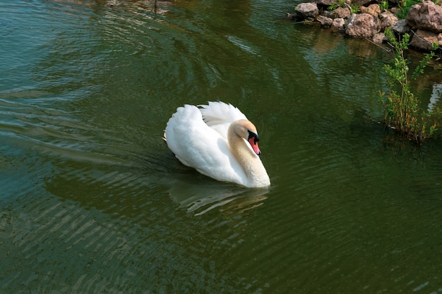 Witte zwaan zwemt in het meerclose-up