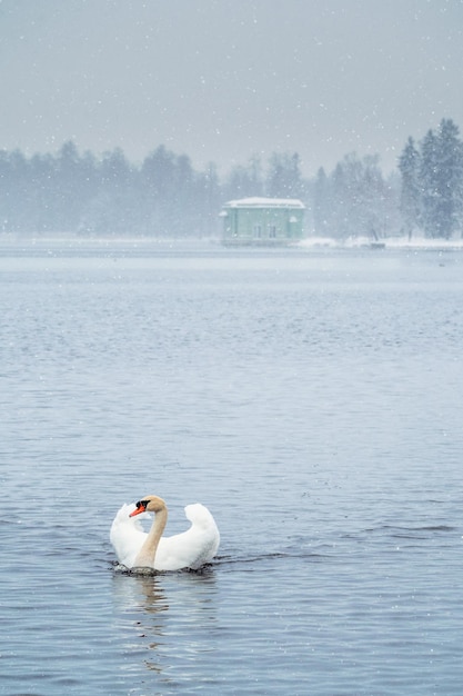Witte zwaan zwemt op het meer in de winter in een sneeuwval Concept van de Internationale Dag van de Vogels Vogels in de winter Gatchina Rusland Verticale weergave
