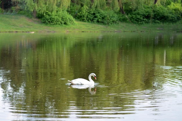 Witte zwaan zwemt op het meer