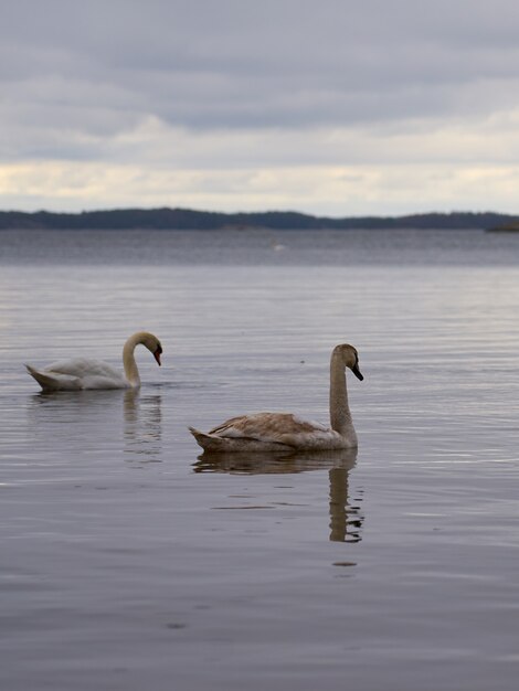 Witte Zwaanfamilie aan de Oostzeekust in Finland.