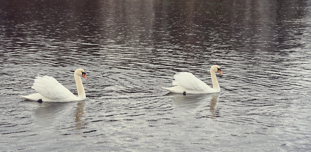 Witte Zwaanfamilie aan de Oostzeekust in Finland.