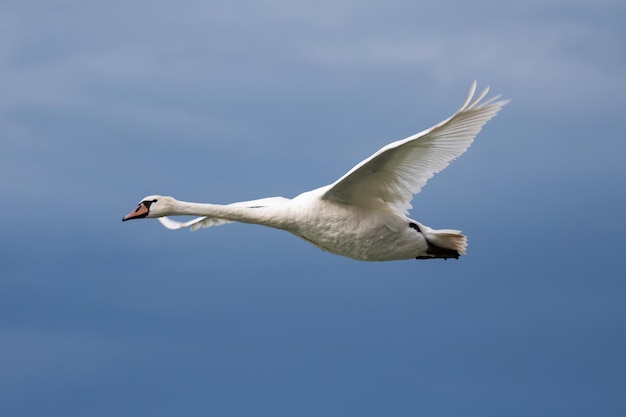 Witte zwaanvogel op het meer Zwanen in het water Waterleven en dieren in het wild Natuurfotografie