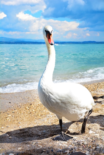 witte zwaanvogel op het strand met blauwe erachter hemel en wolken