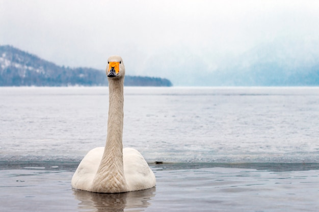 Witte zwanen die in het nonfreezing de wintermeer zwemmen in Japan van Hokkaido