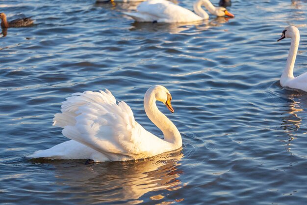 Witte zwanen en veel meeuwen zwemmen in de rivier krakau