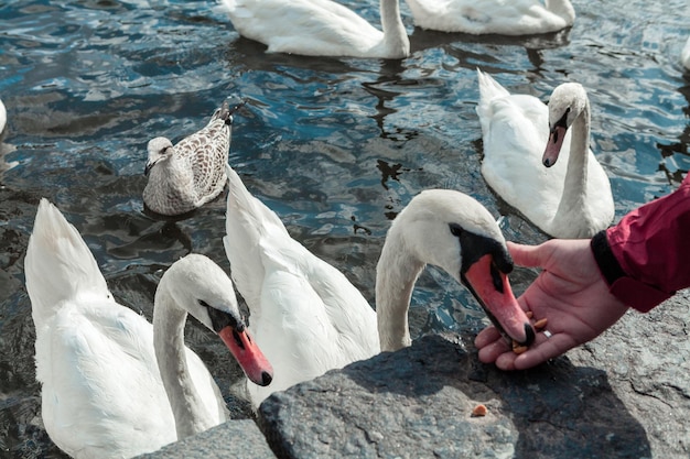 Witte zwanen eten in de hand