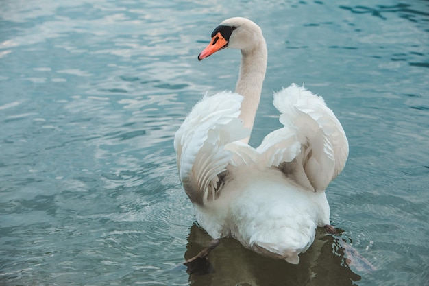 Witte zwanen in blauw meerwater