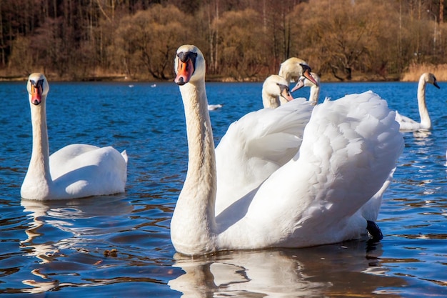 Witte zwanen in blauw water Zwerm vogels Ze kijken in de camera