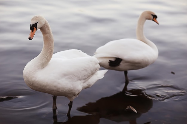 witte zwanen in het water / wilde mooie vogels, zwanen in de natuur