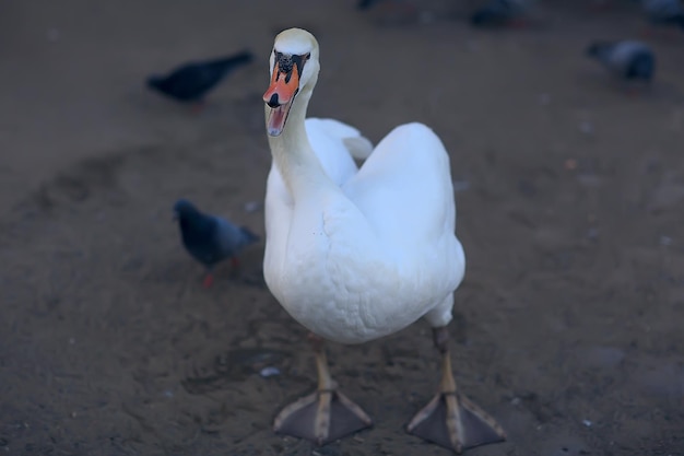 witte zwanen in het water / wilde mooie vogels, zwanen in de natuur