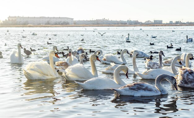 Witte zwanen op het meer