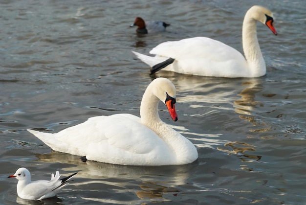 Witte zwanen op het water.