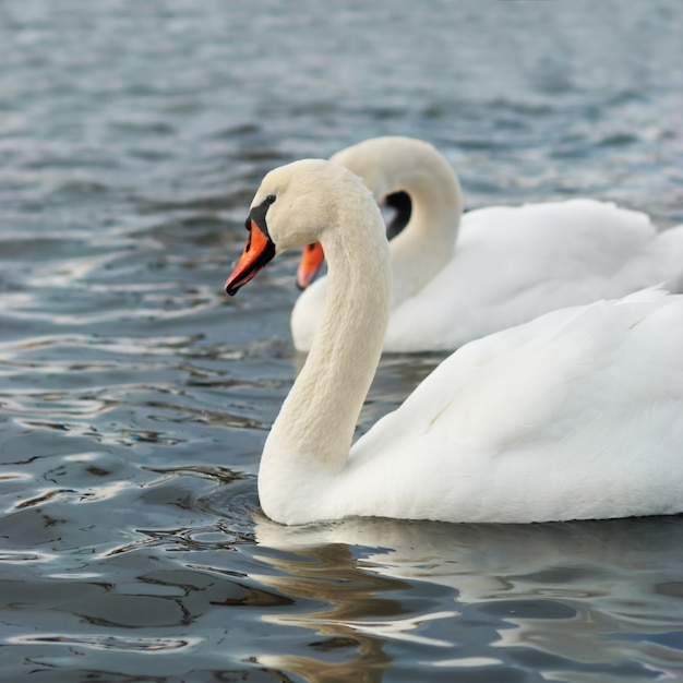 Witte zwanen op het water.