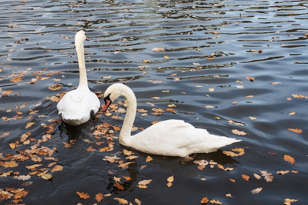 Witte zwanen zwemmen in het meer in het herfstpark