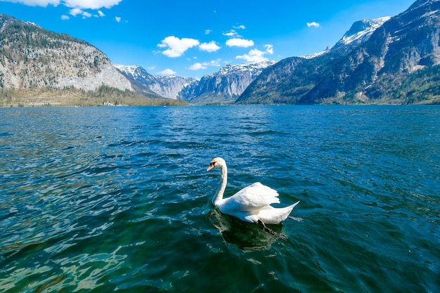 Foto witte zwanen zwemmen in het meer van hallstatt.