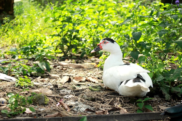 Witte zwarte Barbarijse eend in onverzorgde tuin