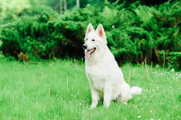 Witte zwitserse herder op wandeling