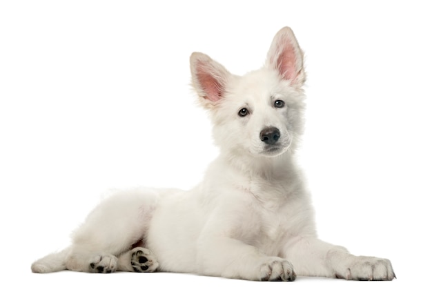 Witte Zwitserse herder pup liggen en kijken naar de camera