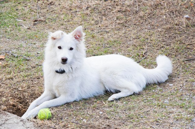 Witte Zwitserse herder, wit hondenportret