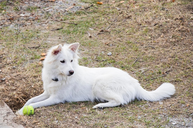 Witte zwitserse herder, wit hondenportret