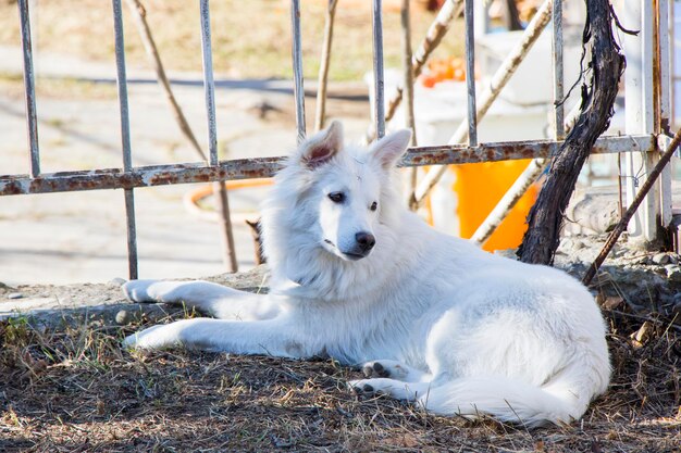 Witte Zwitserse herder, wit hondenportret