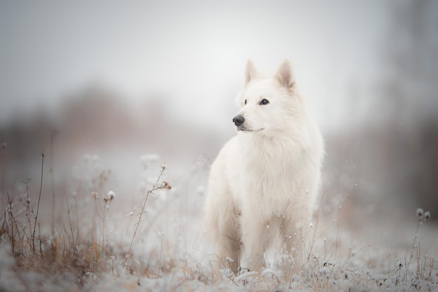 Witte Zwitserse herdershond in de wei in de winter