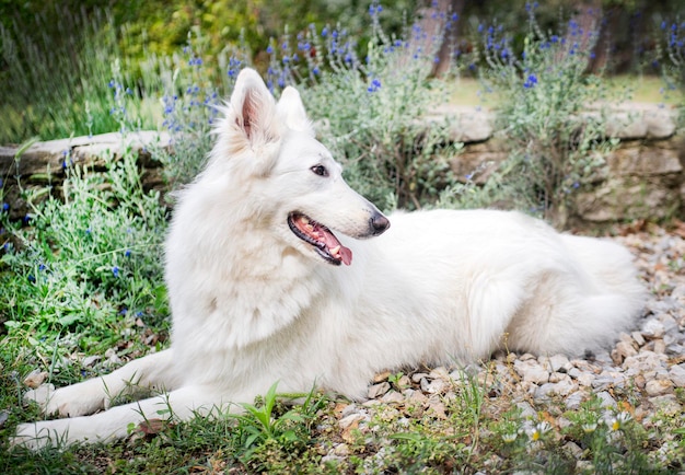 Witte Zwitserse herdershond in een tuin in het voorjaar