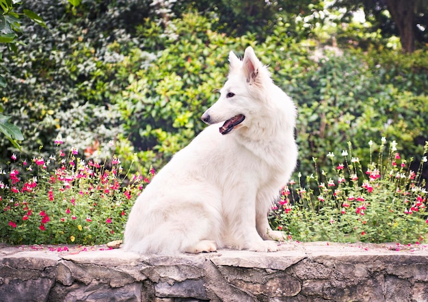 Witte Zwitserse herdershond