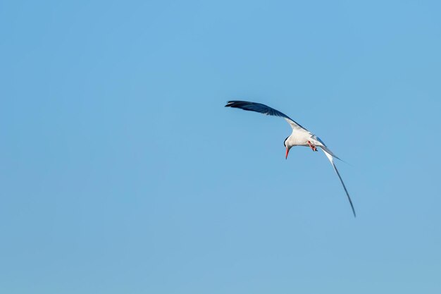 Witwangstern tijdens de vlucht (Chlidonias hybridus)