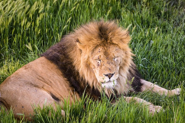 Woeste leeuw ontspant in de natuur