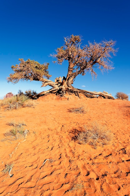 Woestijnboom in Monument Valley, Arizona