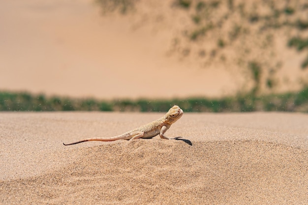 Woestijnhagedis geheime paddenkop agama Phrynocephalus mystaceus op de zandduin van Sarykum