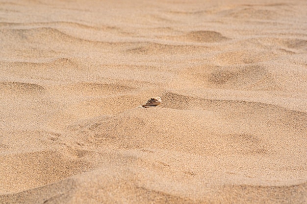 Woestijnhagedis paddenkop agama gluurt achter een duin tussen het zand