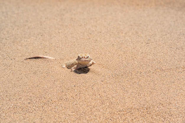 Woestijnhagedis paddenkop agama half gravend in de zandclose-up