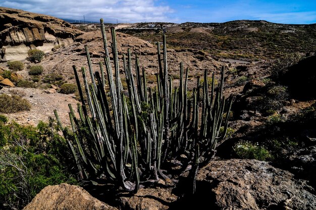 Foto woestijnlandschap op tenerife, canarische eilanden, spanje