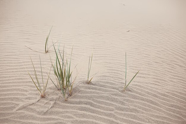 woestijnlandschap / zandwoestijn, geen mensen, duinlandschap