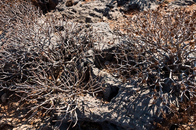 woestijnplanten op het eiland Gramvousa, Griekenland