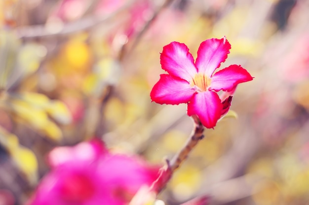 Woestijnroos plant Adenium obesum