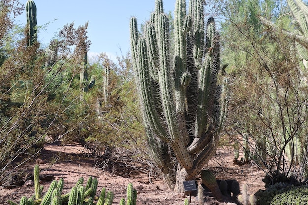 Woestijnvegetatie bij Phoenix Botanical Gardens Arizona