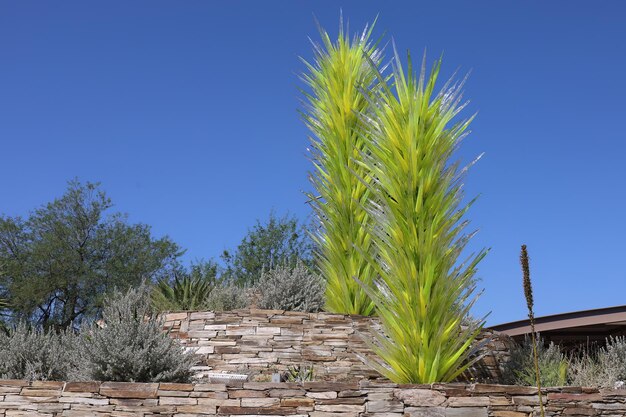 Woestijnvegetatie bij Phoenix Botanical Gardens Arizona