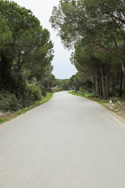 Woestijnweg die door het bos overgaat