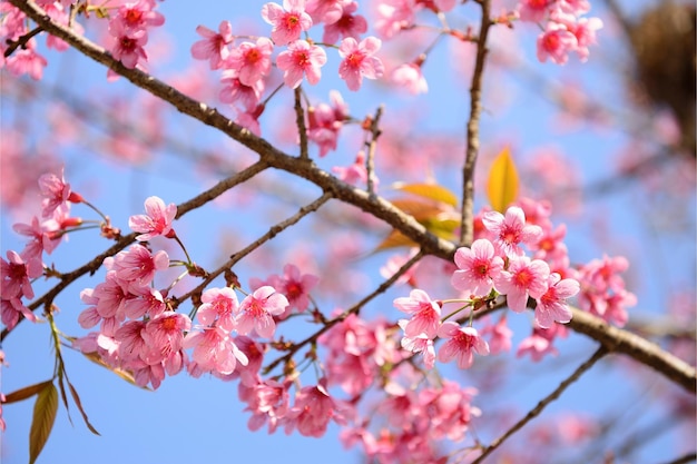 ヒマラヤの桜 タイの桜の花