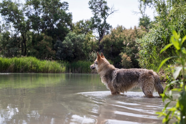 Wolf bathing in a river