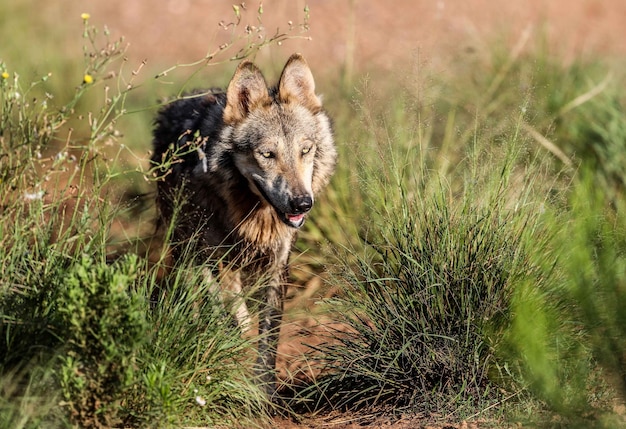 Foto lupo dall'erba sul campo