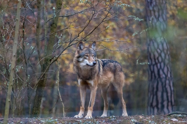 Wolf die bij planten in het bos staat
