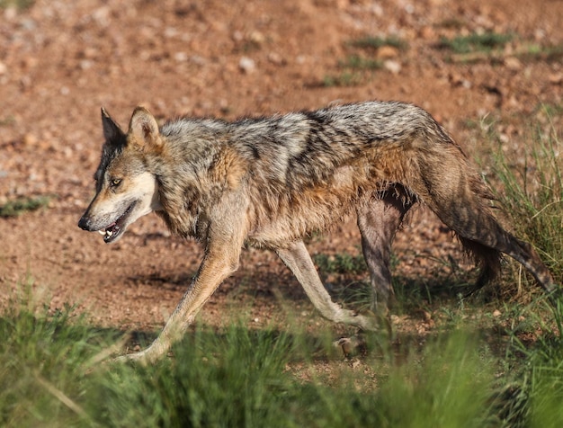 Wolf door het gras op het veld