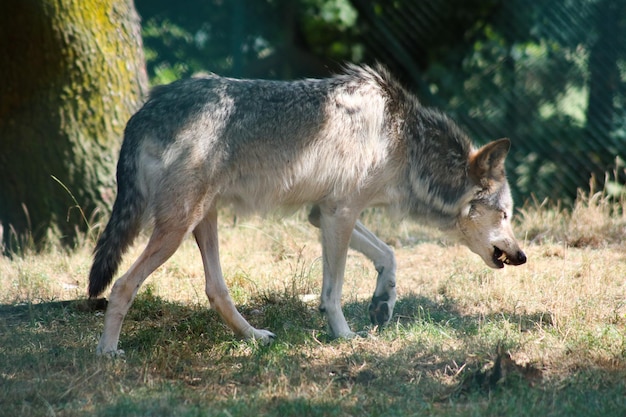 Photo a wolf in a field of grass