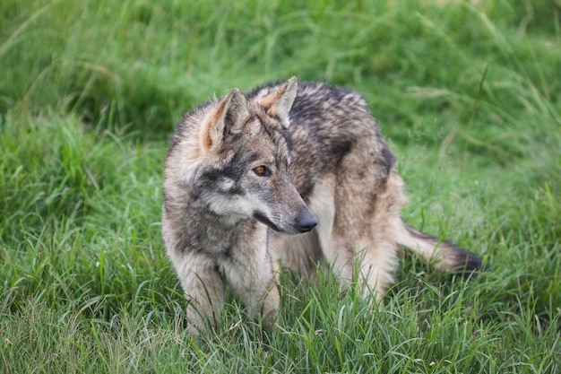 Photo wolf in field