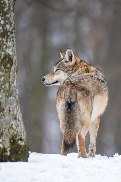 Wolf in the forest with winter background