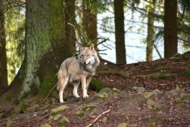 wolf in the forest